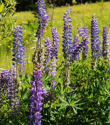 lupine-wildflowers